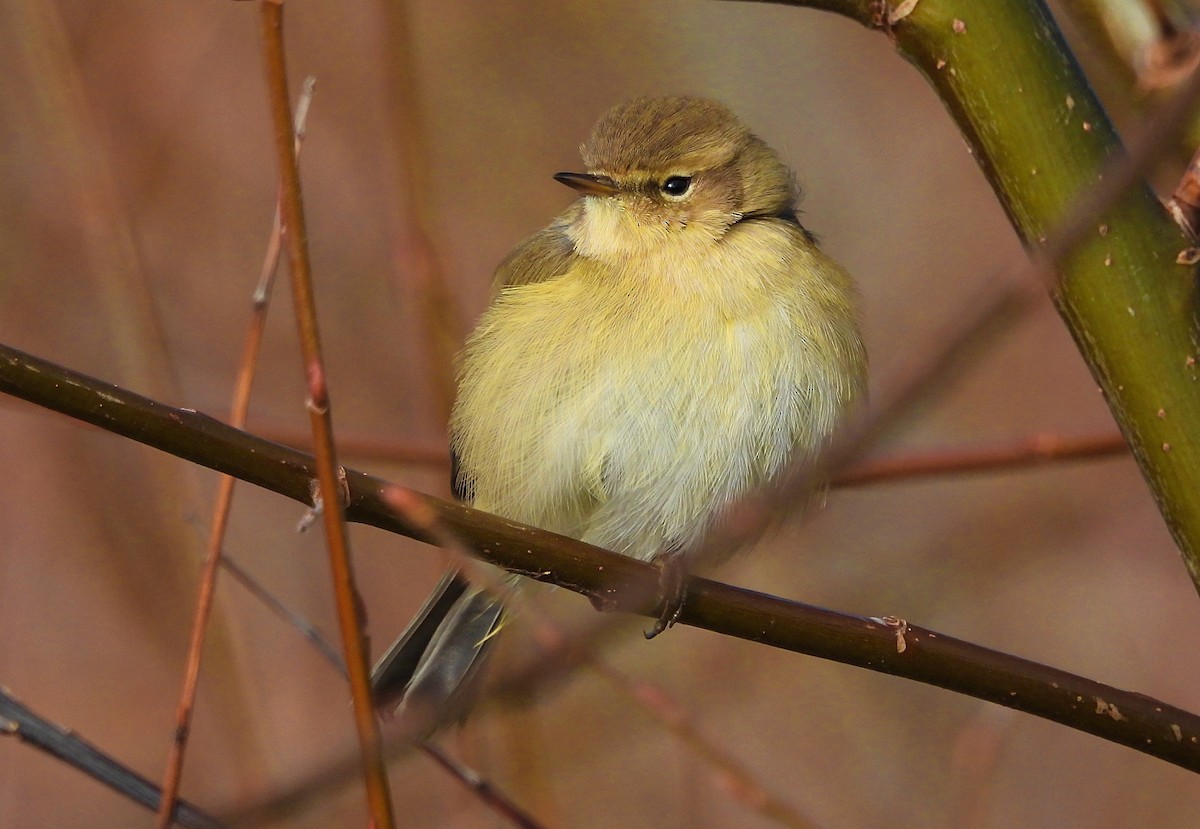 Common Chiffchaff - Mario Alonso