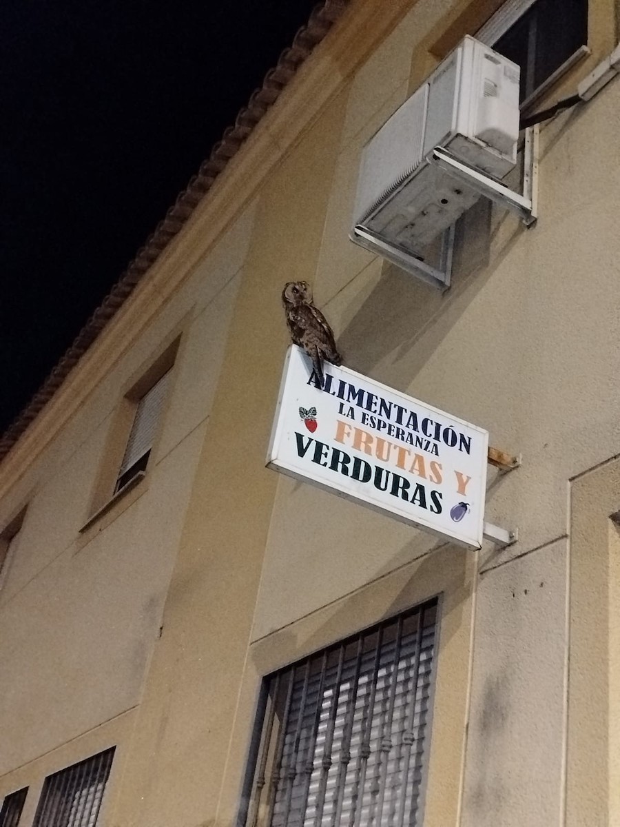 Chouette hulotte - ML647618581