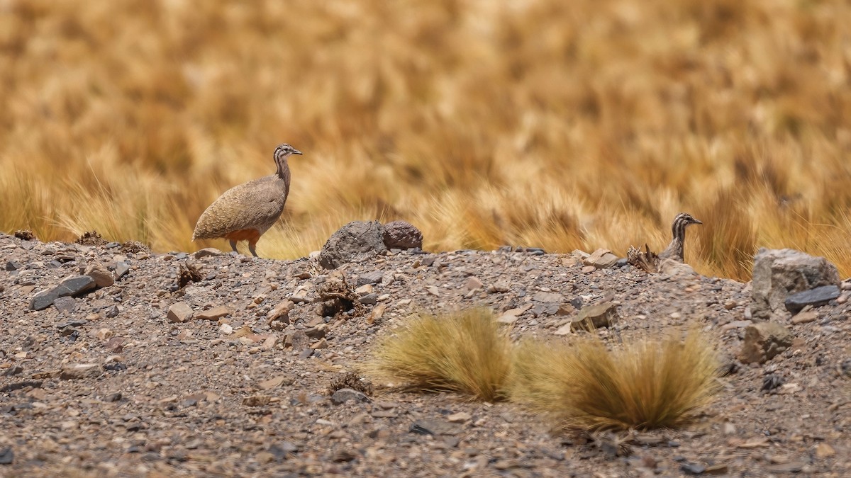 Puna Tinamou - ML647618595