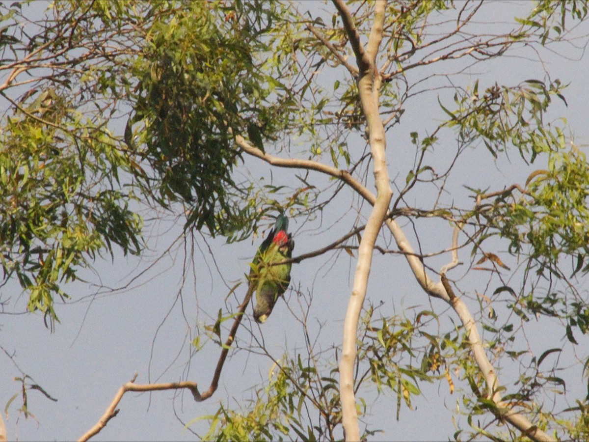 Scaly-headed Parrot - ML647618611
