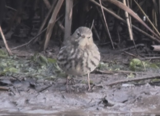 Rock Pipit - ML647618647