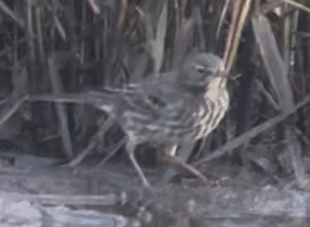 Rock Pipit - ML647618649