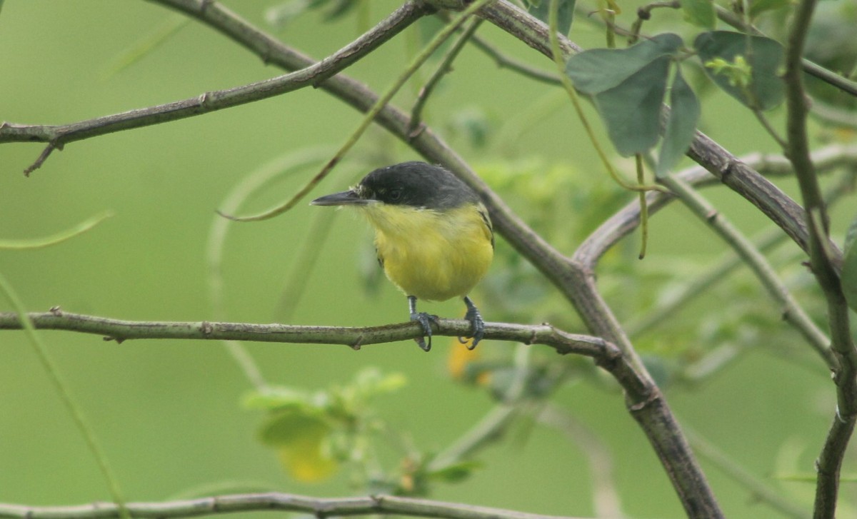 Common Tody-Flycatcher - ML647618654