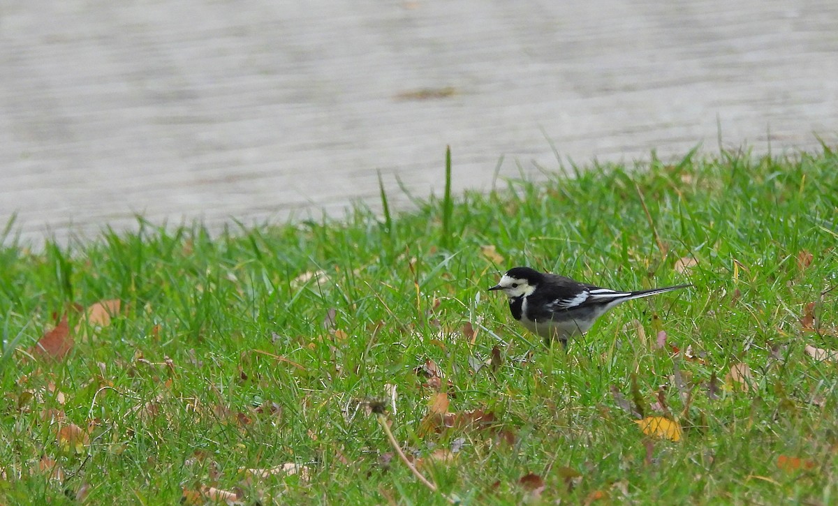 konipas bílý (ssp. yarrellii) - ML647618664