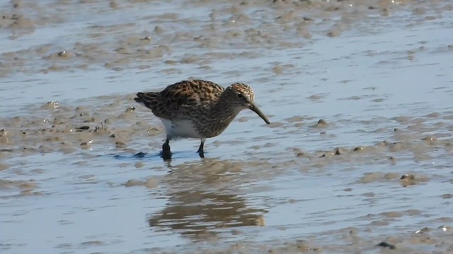 Pectoral Sandpiper - ML647618694