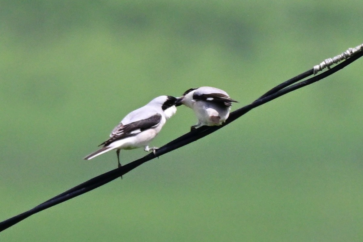 Pie-grièche à poitrine rose - ML647618703