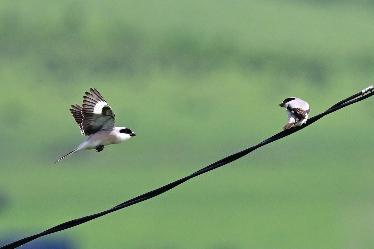 Pie-grièche à poitrine rose - ML647618704