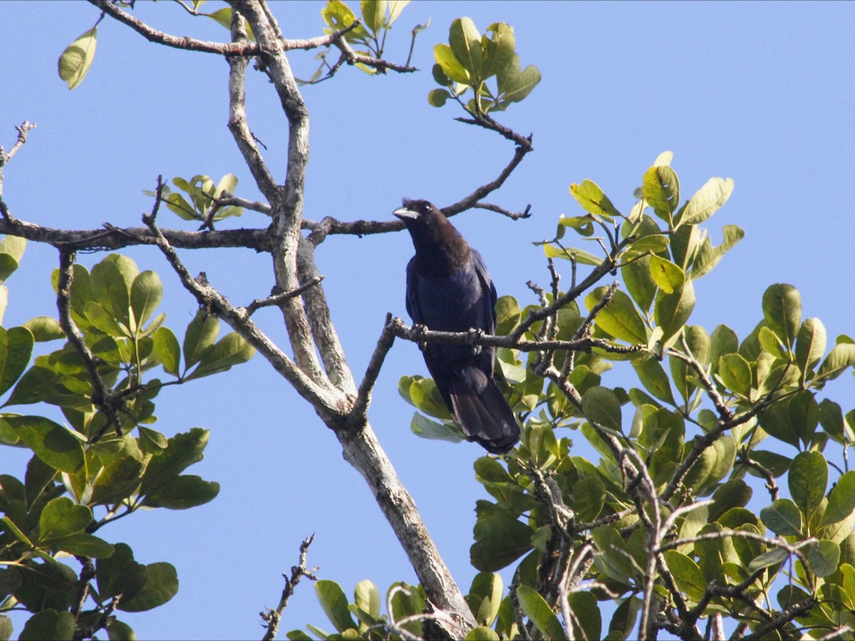 Azure Jay - ML647618710