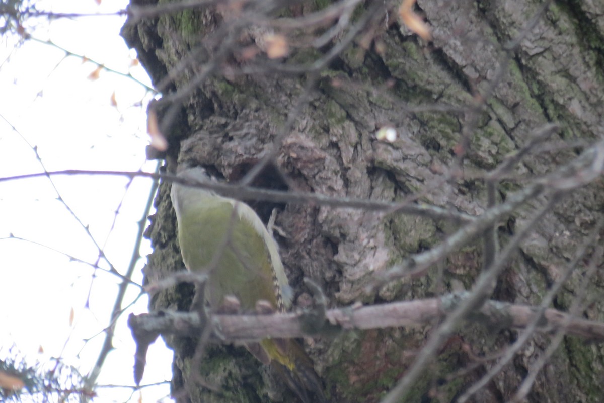 Pic cendré - ML647618713