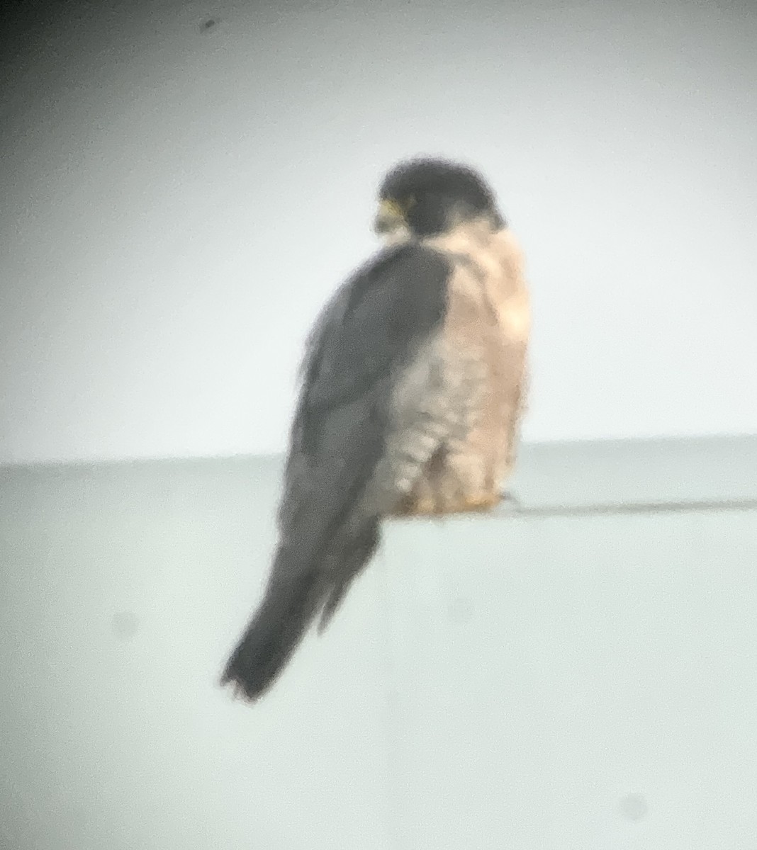 遊隼 - ML647618717