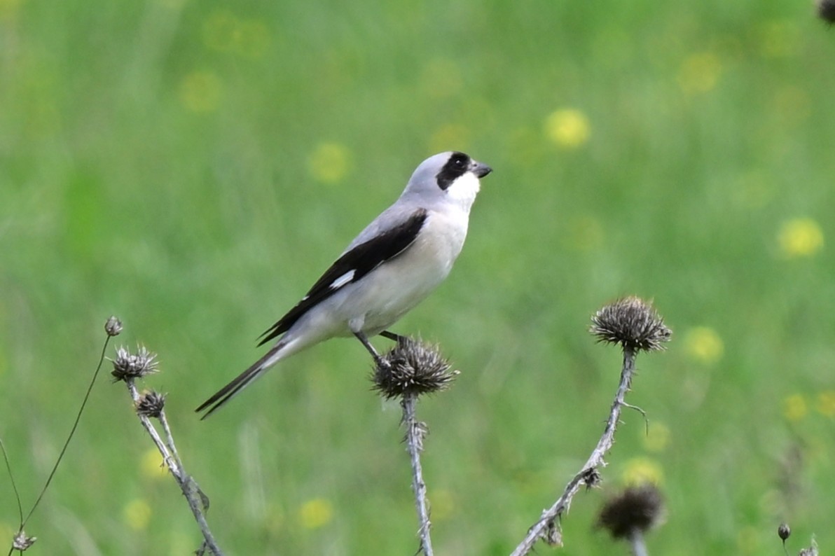 Pie-grièche à poitrine rose - ML647618729