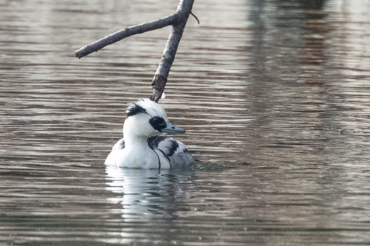 מרגון גמדי - ML647618753