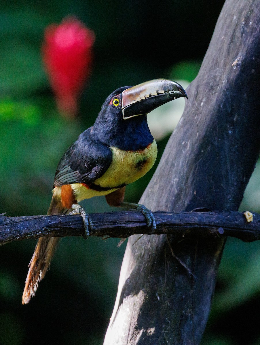 Collared Aracari - ML647618794