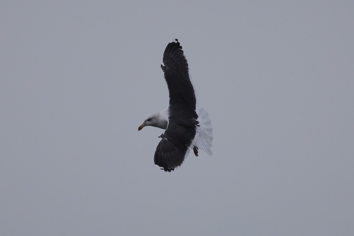 racek mořský - ML647618798