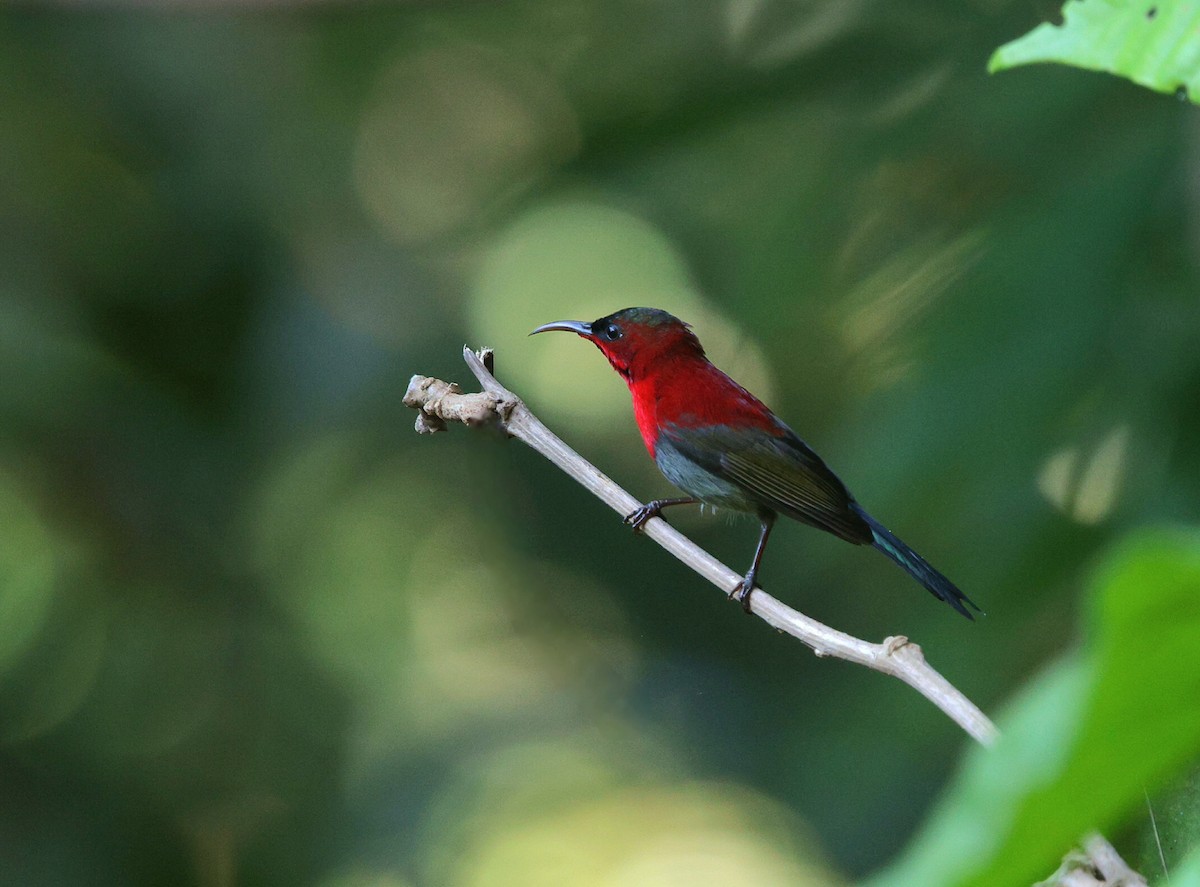Crimson Sunbird - ML647618804