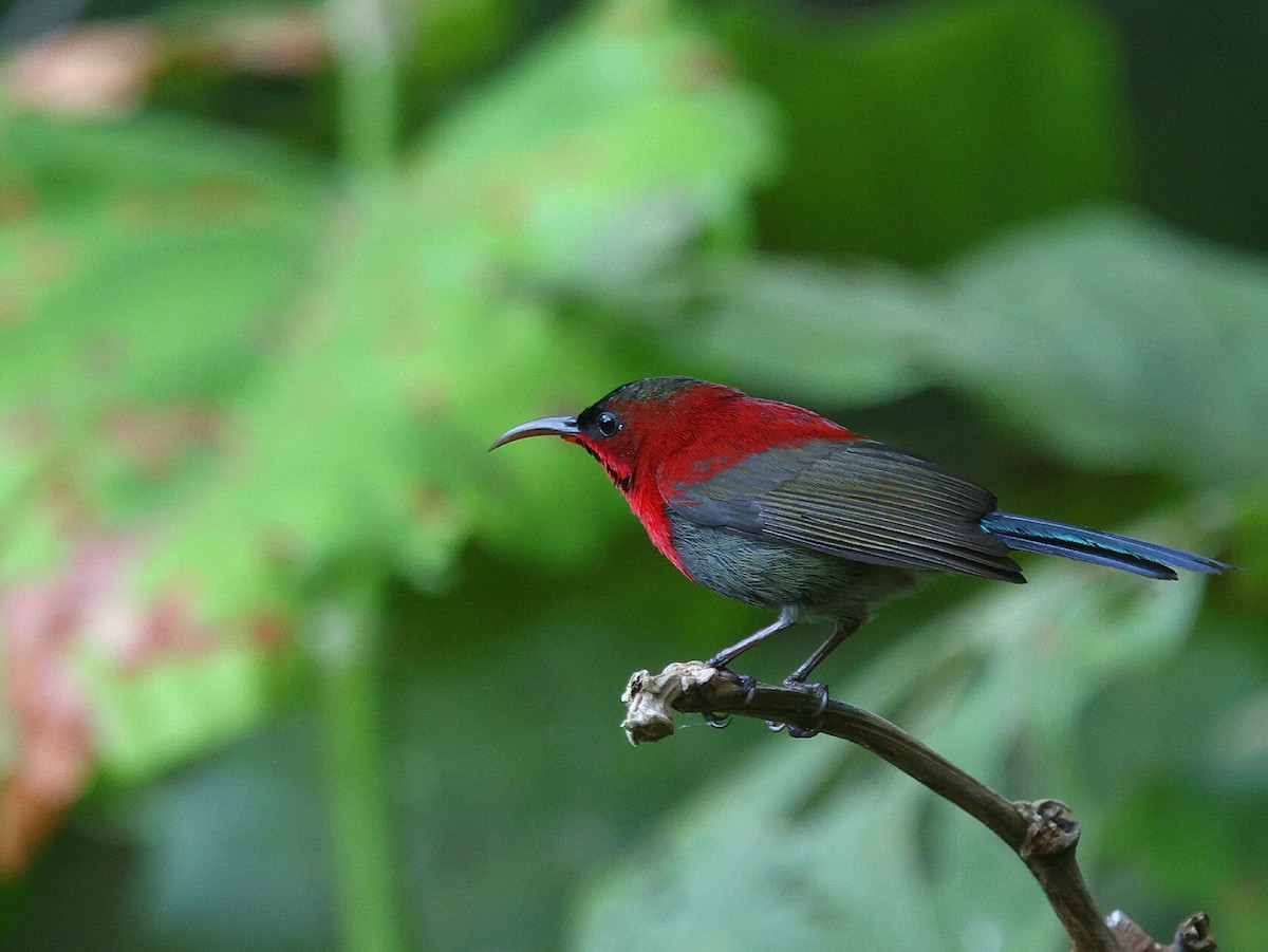 Crimson Sunbird - ML647618805