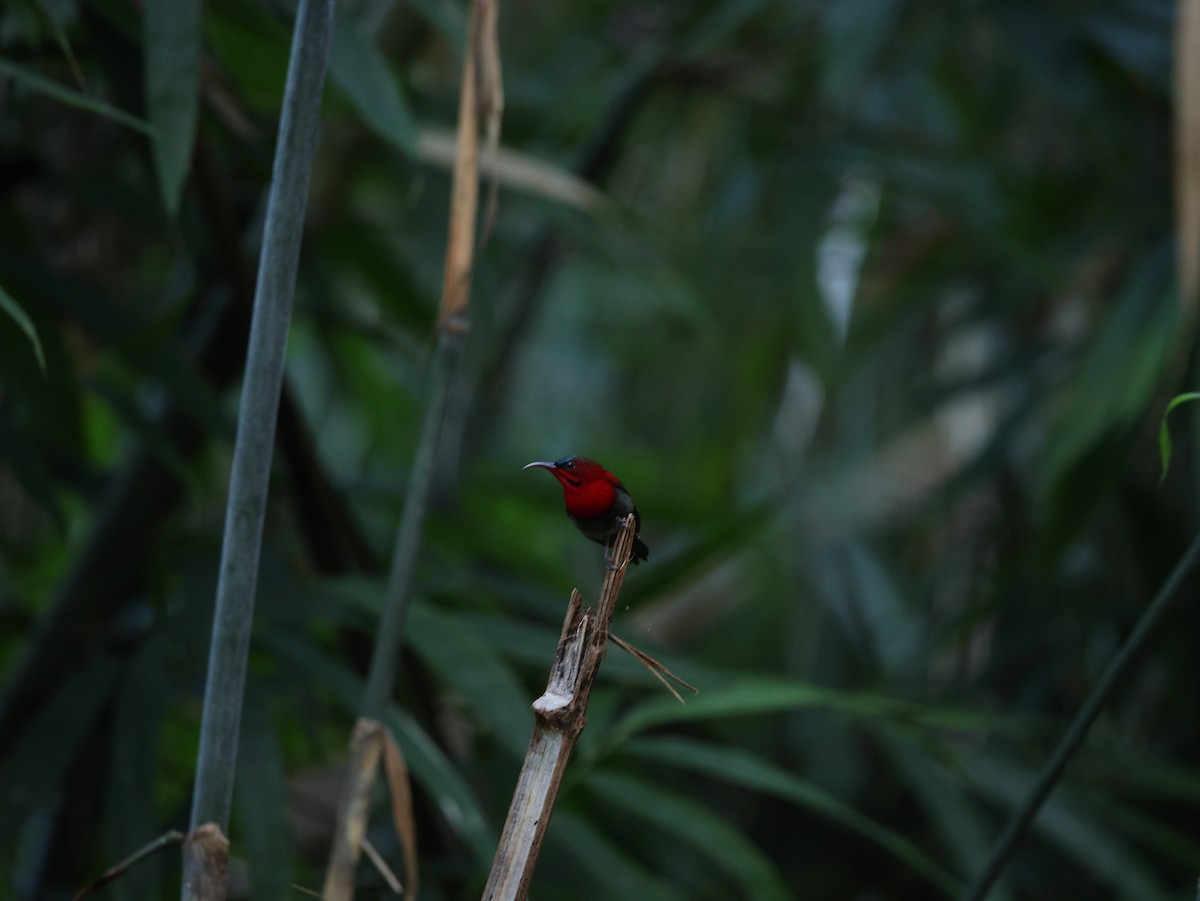 Crimson Sunbird - ML647618806