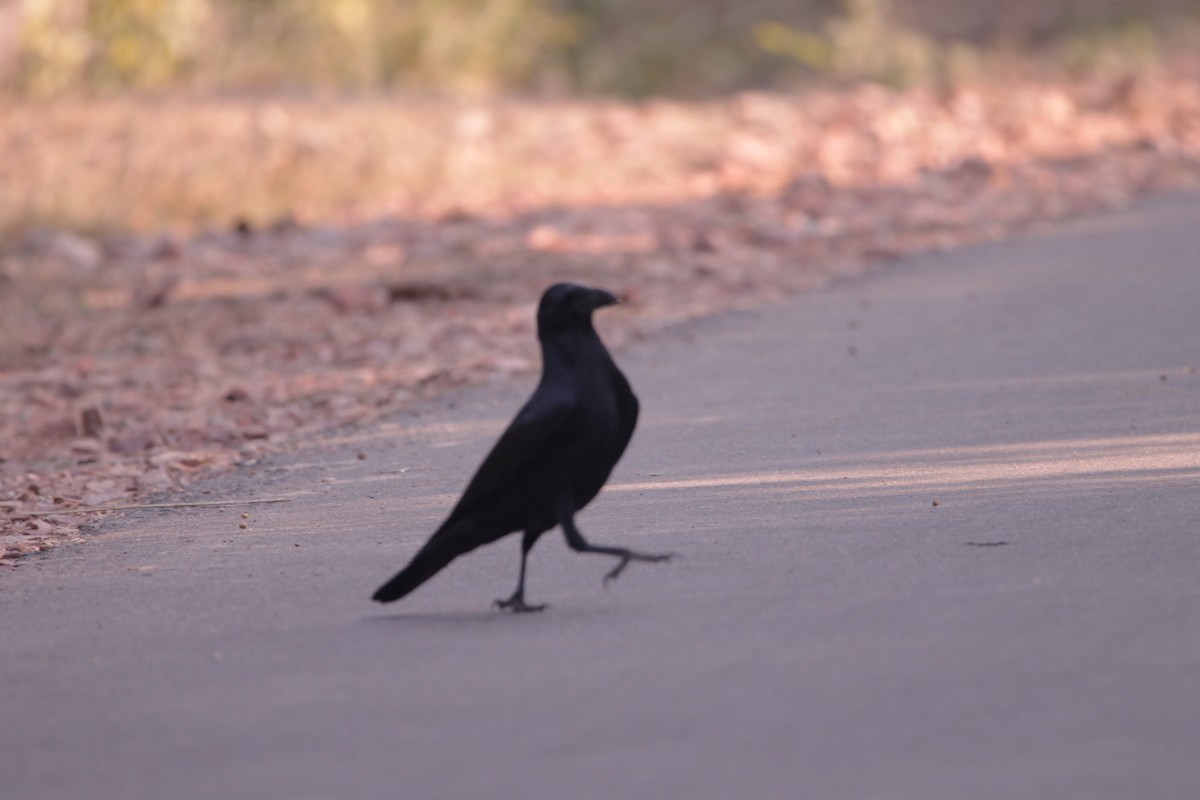 Large-billed Crow - ML647618822