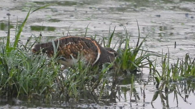 חרטומית בנגלית - ML647618839