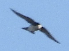 Tree Swallow - ML647618861