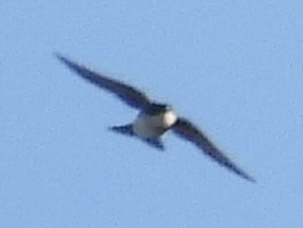 Tree Swallow - ML647618862