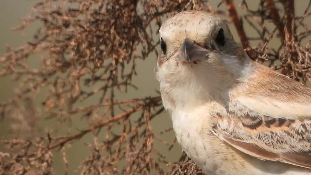 חנקן אדום-ראש - ML647618872
