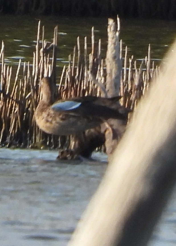 Zertzeta hegalurdina - ML647618886