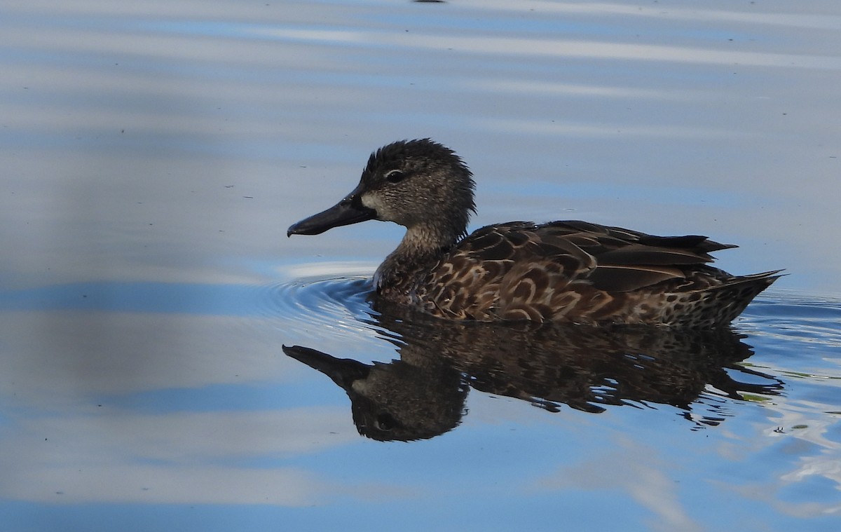 Zertzeta hegalurdina - ML647618887