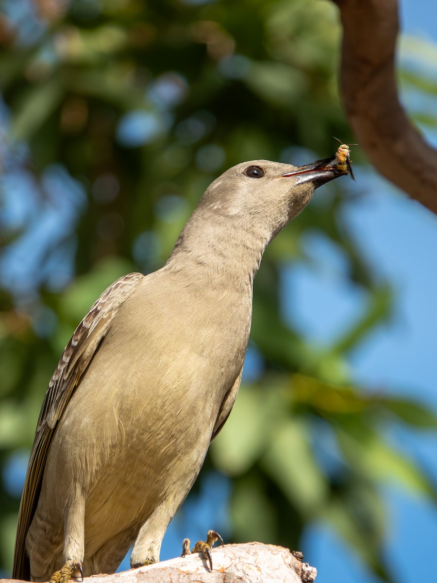 Great Bowerbird - ML647618891