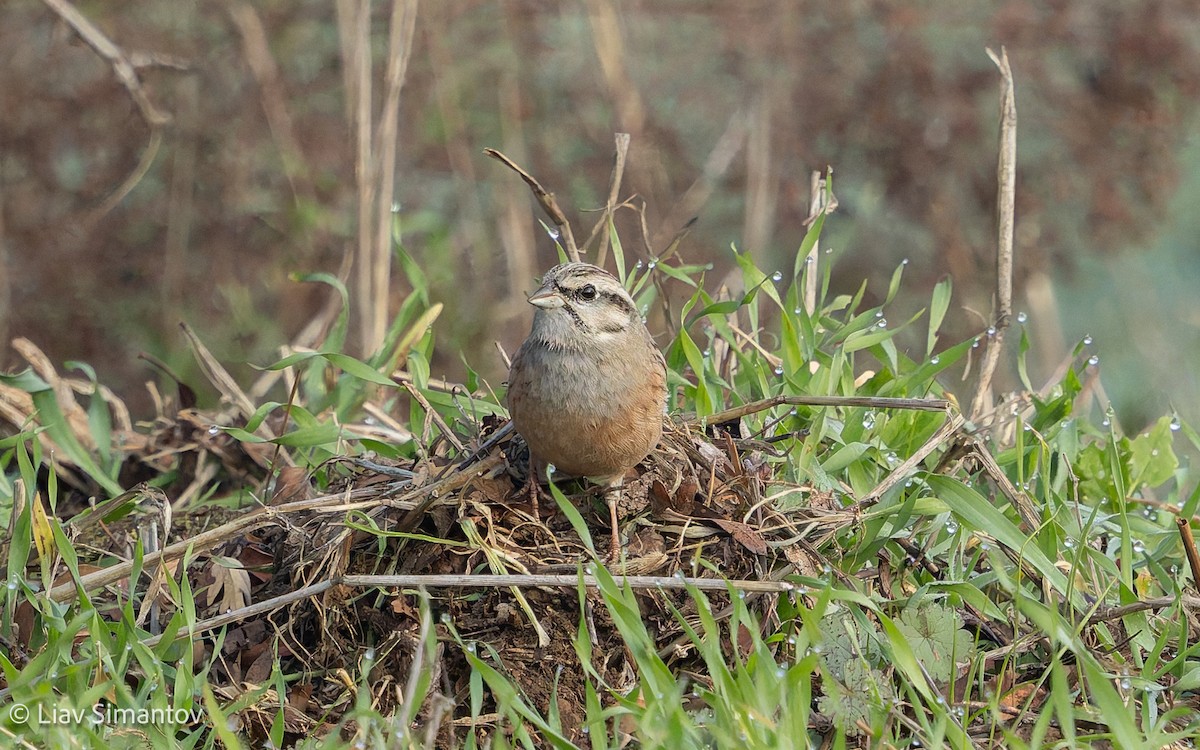 גיבתון סלעים - ML647618892
