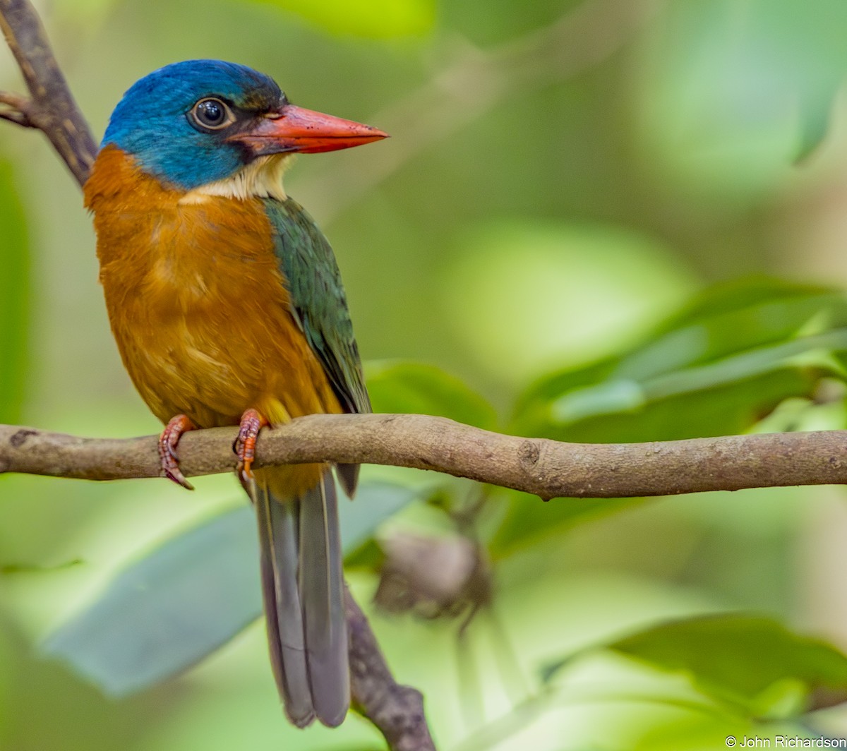 Green-backed Kingfisher - ML647618894