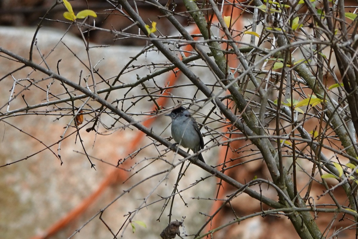 סבכי שחור-כיפה - ML647618896