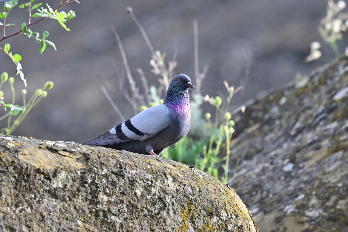 יונת סלעים - ML647618899