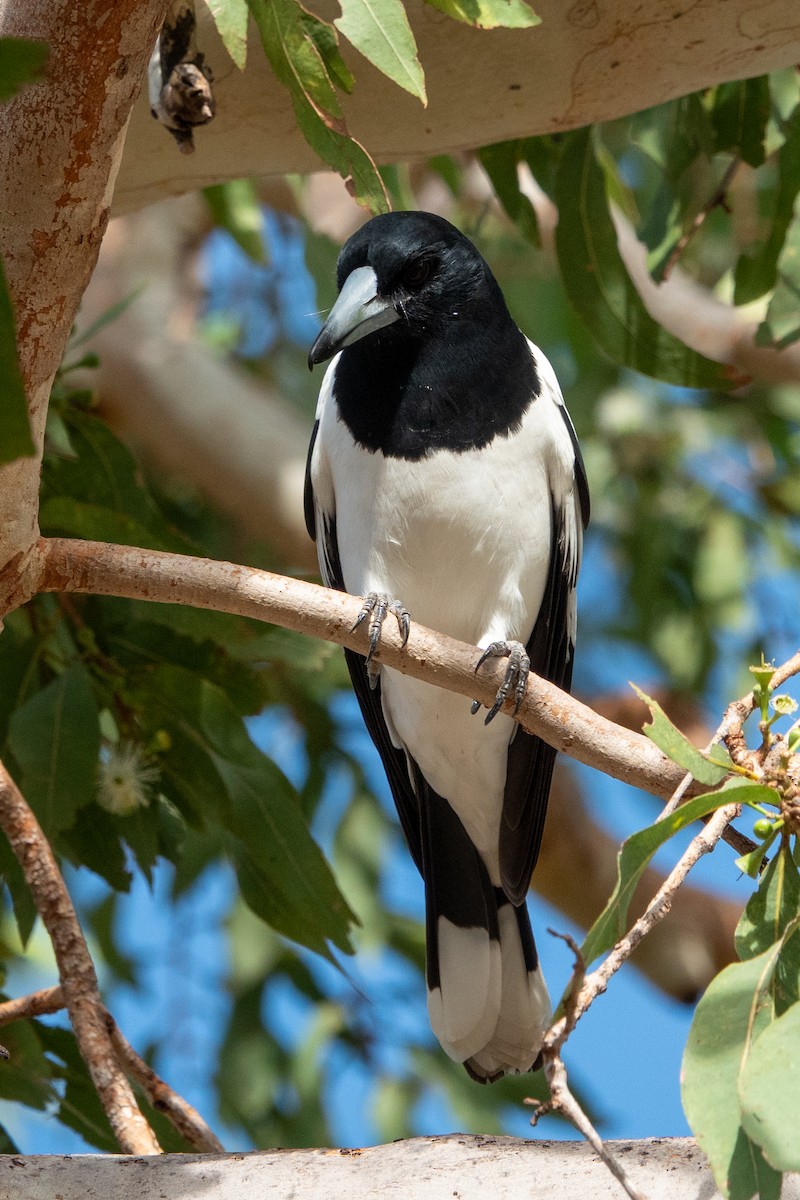 Pied Butcherbird - ML647618900