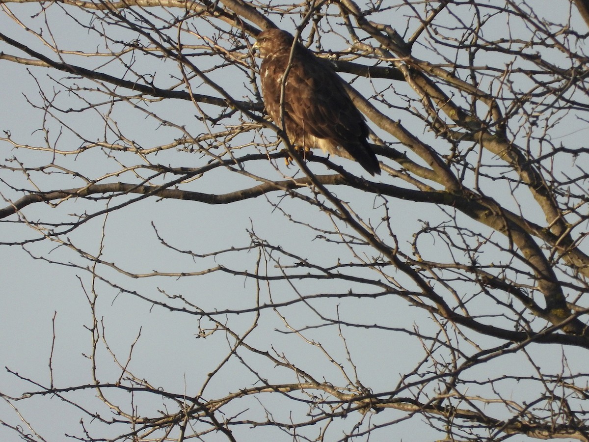 עקב חורף - ML647618901