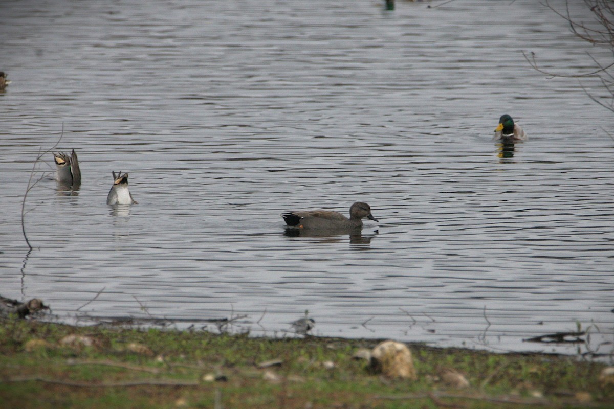 ברווז אפור - ML647618903