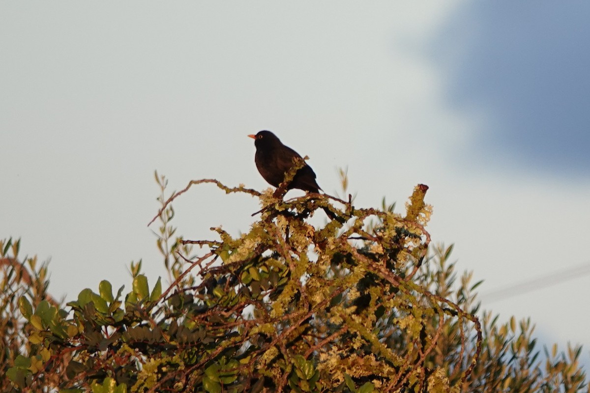 שחרור - ML647618904