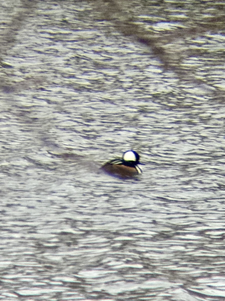 מרגון מקושט - ML647618905