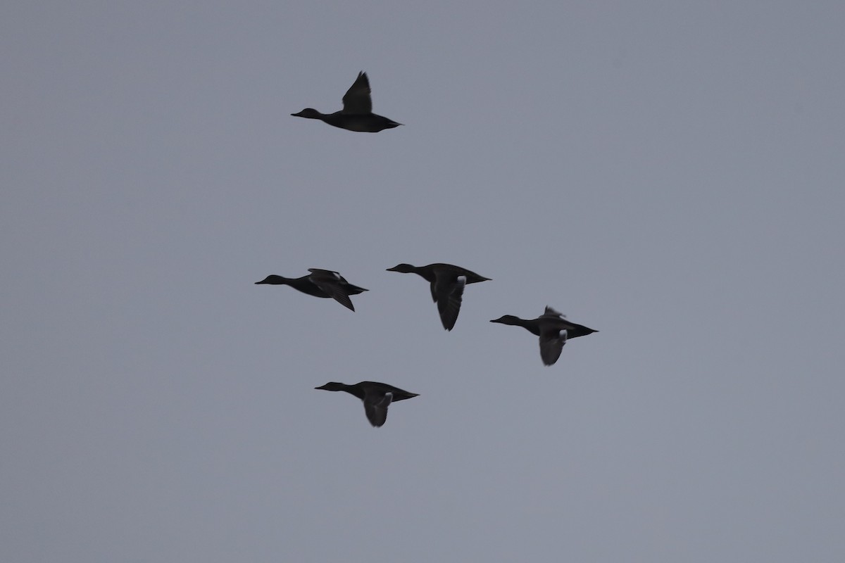 ברווז אפור - ML647618907