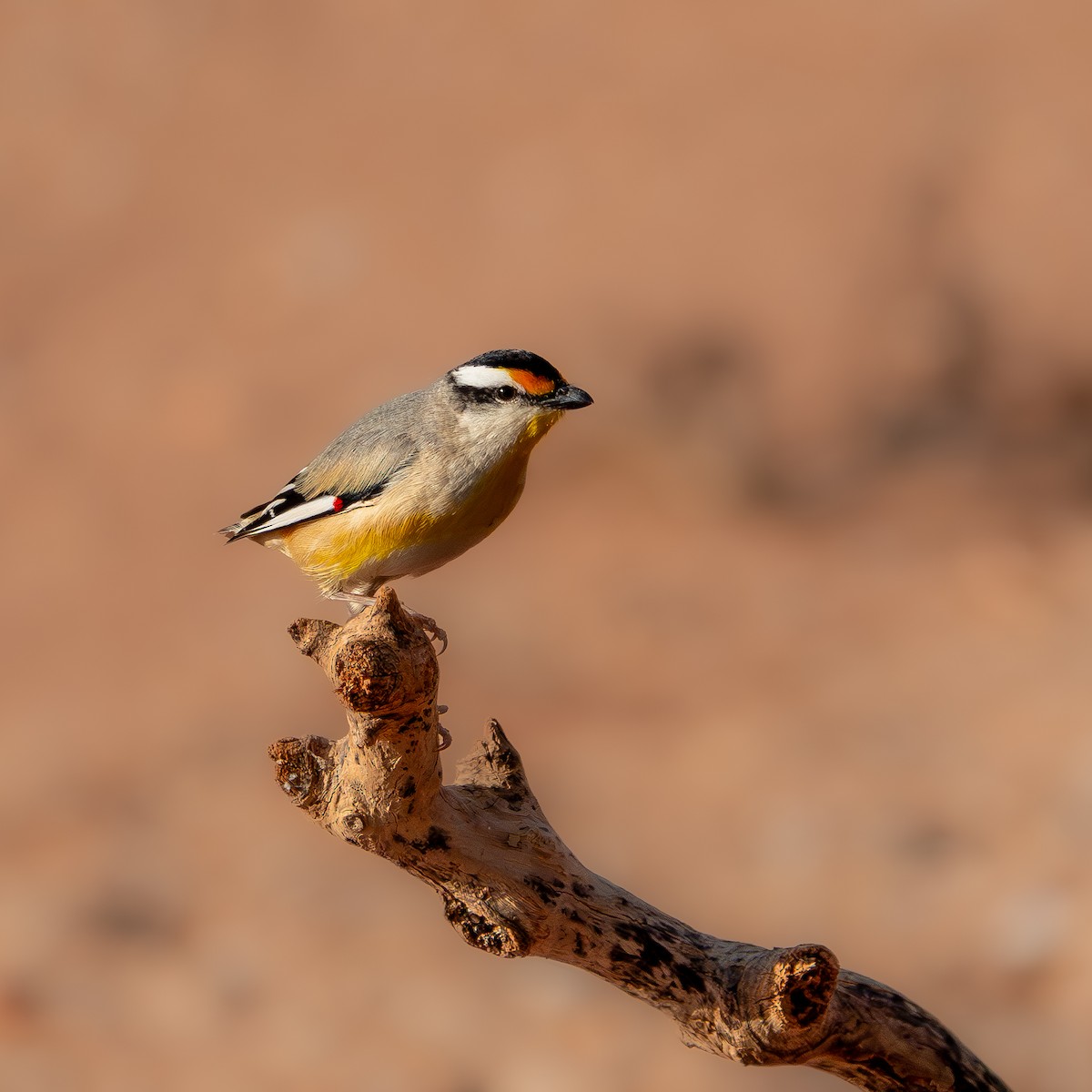 Striated Pardalote - ML647618909