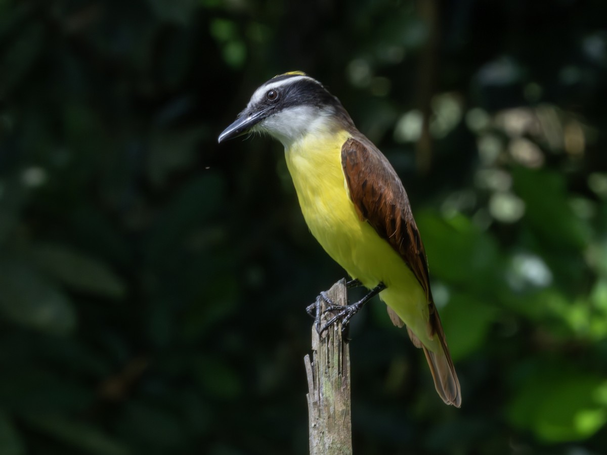 Great Kiskadee - ML647618911