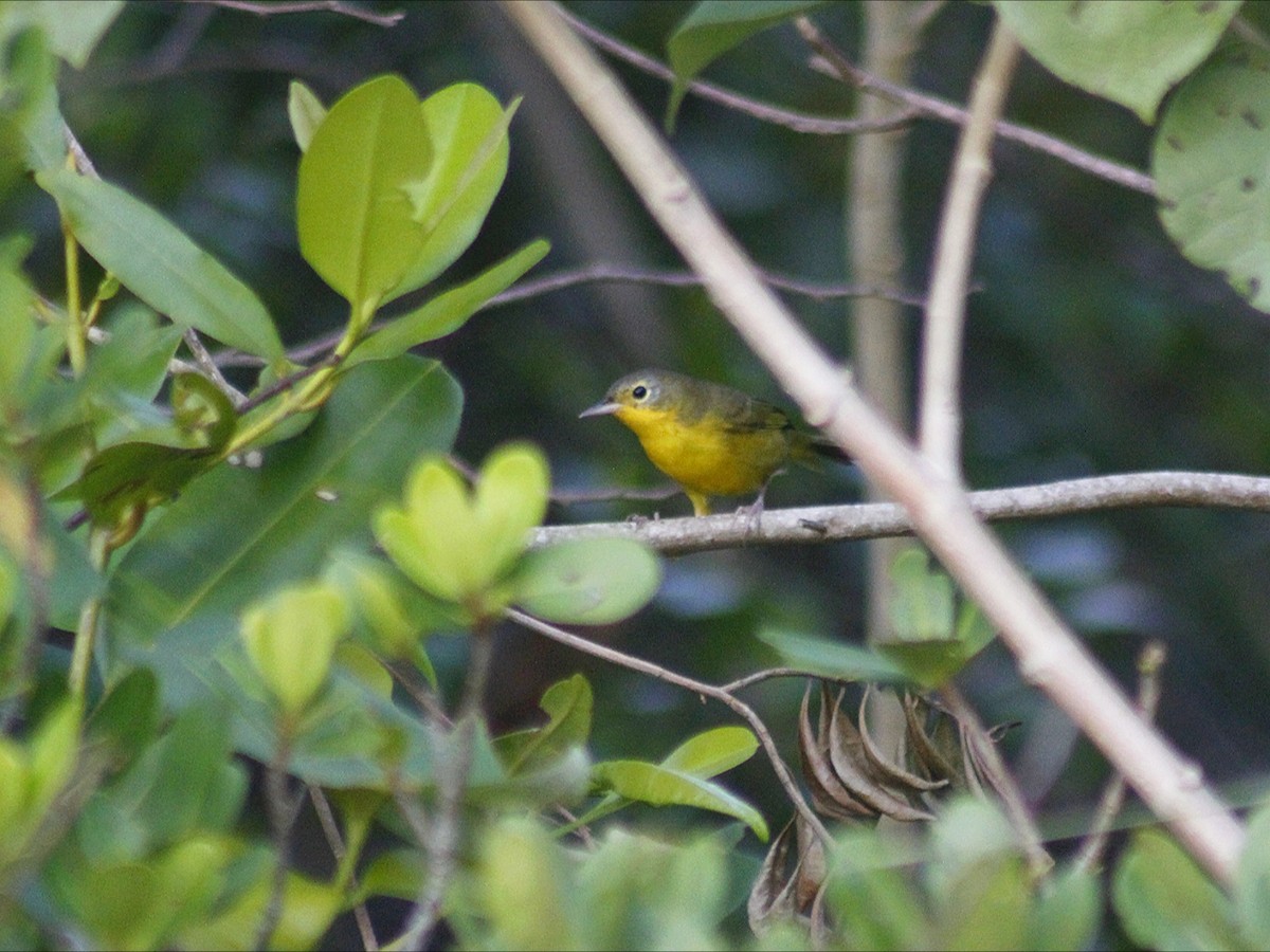 Southern Yellowthroat - ML647618912