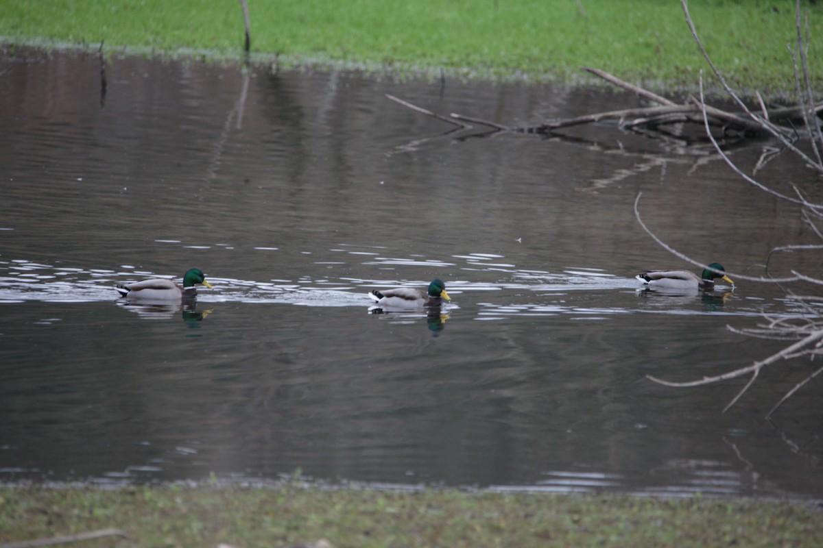 ברכיה - ML647618913