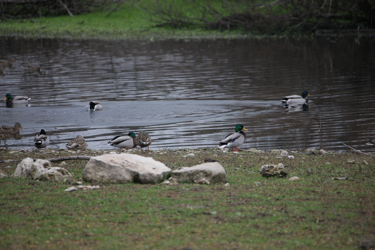 ברכיה - ML647618914