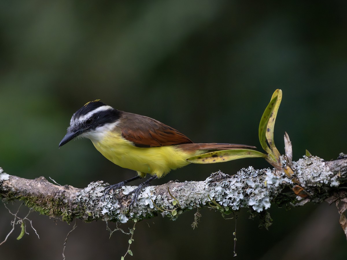 Great Kiskadee - ML647618915