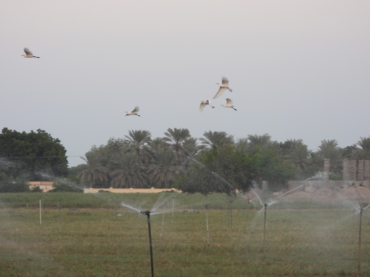 אנפית בקר מערבית - ML647618916