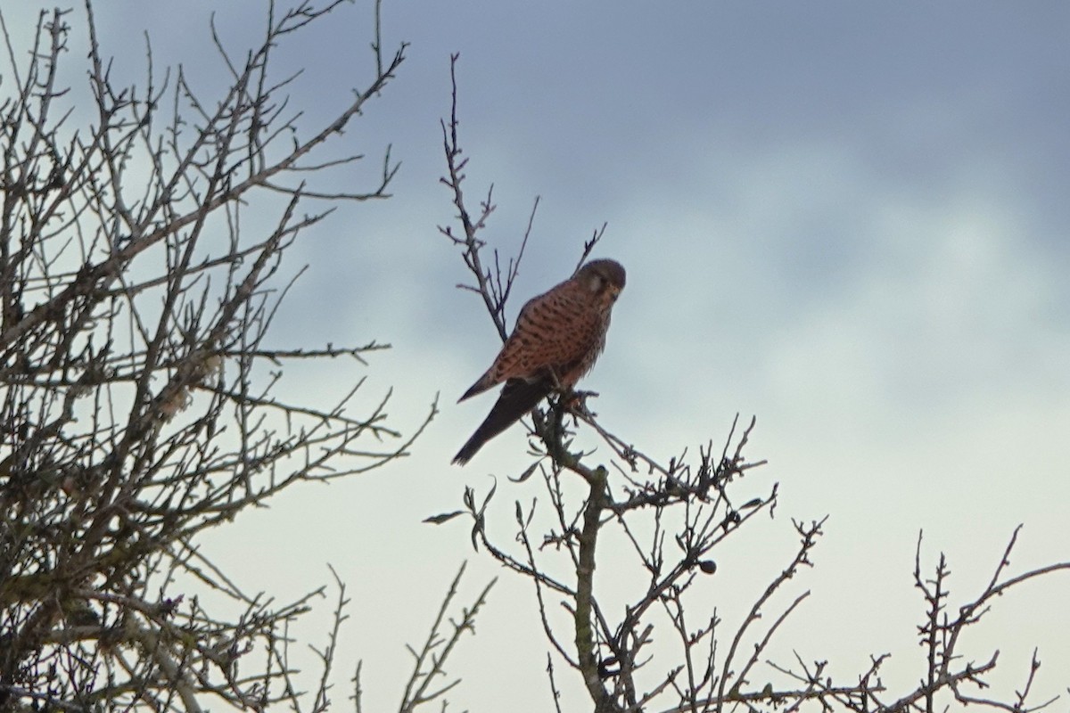 בז מצוי - ML647618917