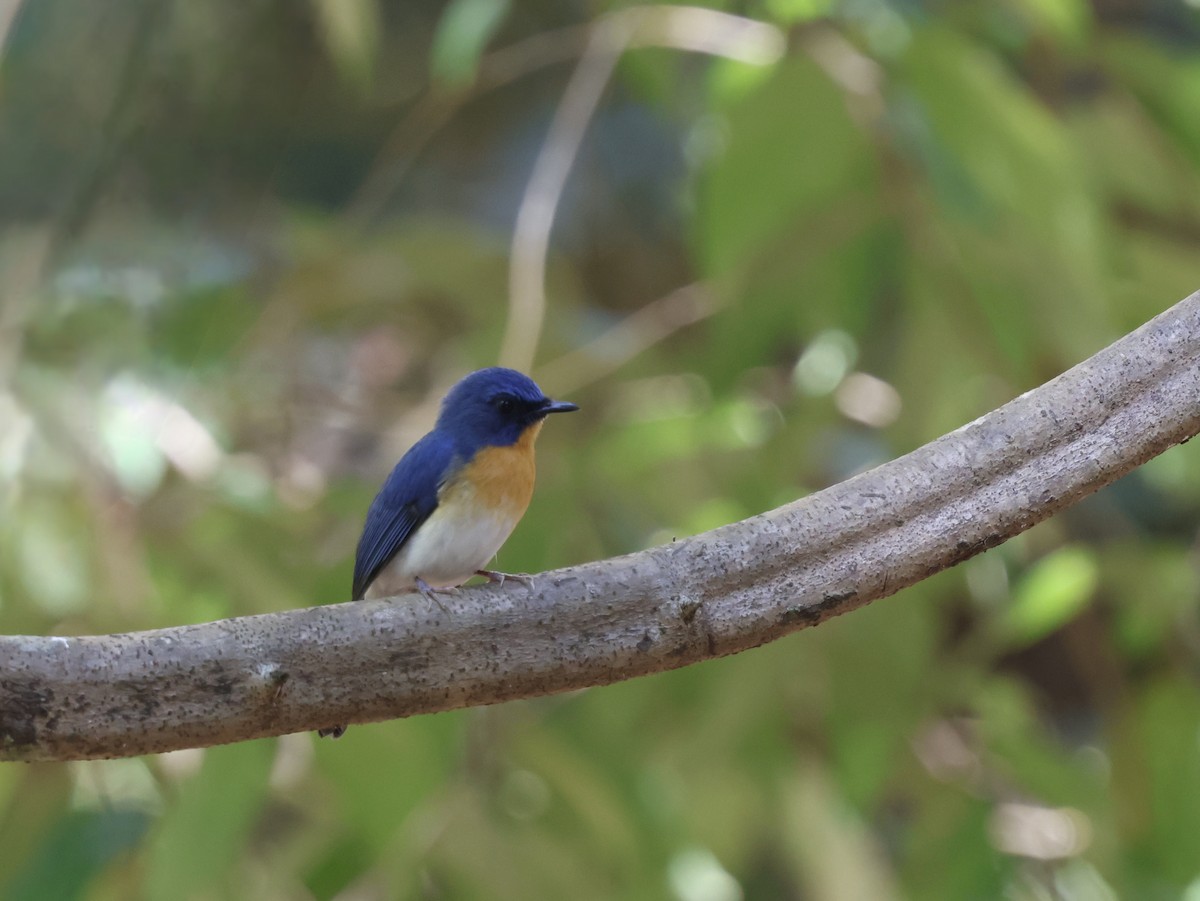 Indochinese Blue Flycatcher - ML647618918
