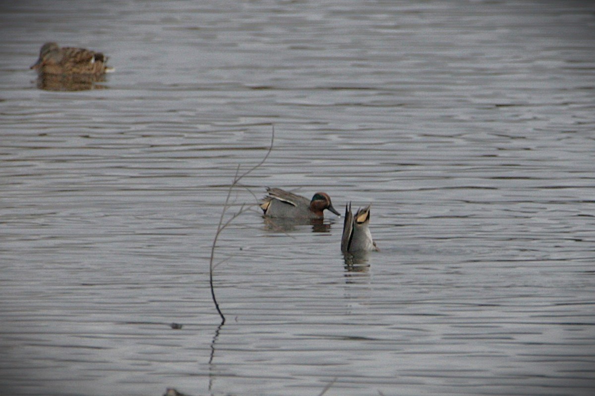 שרשיר - ML647618920