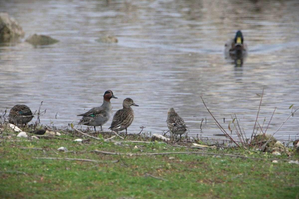 שרשיר - ML647618921